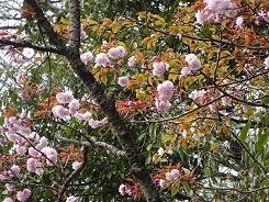 多摩桜26