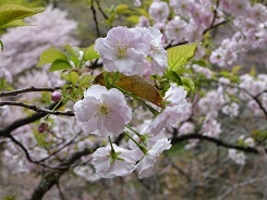 多摩桜30