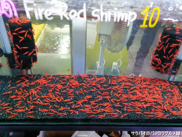 Fire Red Shrimp