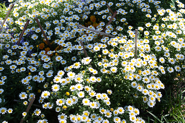 白いキク科花