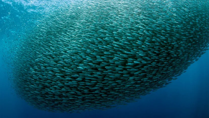 school of sardines