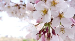 桜の花 スケルツォ倶楽部