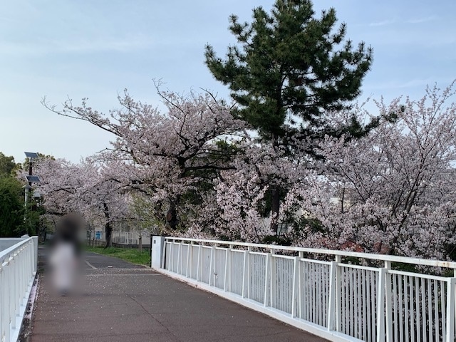 20230403桜 (7)