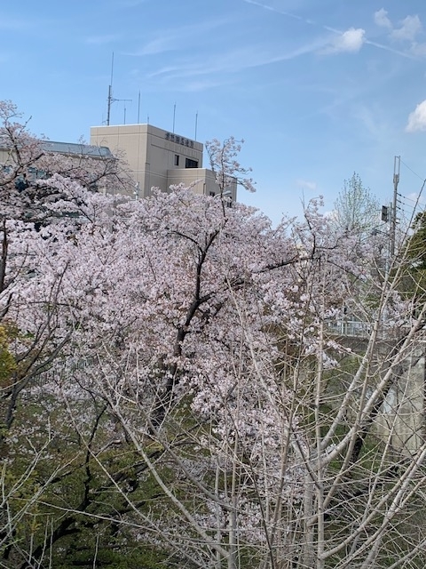 20230403桜 (4)