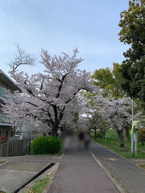 20230403桜 (6)