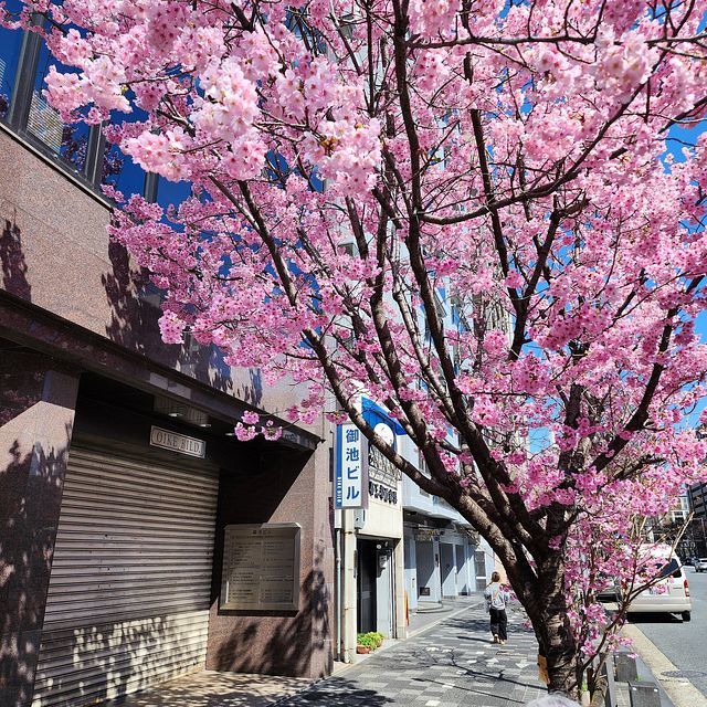 桜４_2203_01