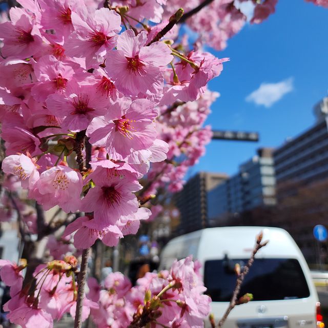 桜４_2203_02