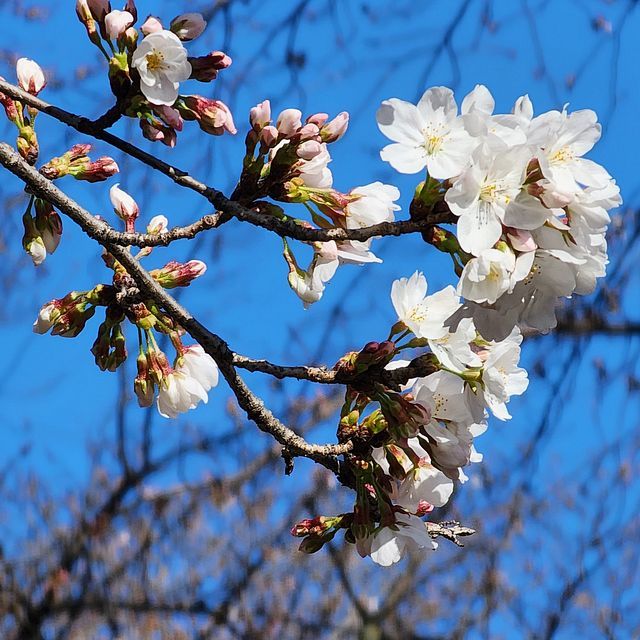 桜４_2203_13