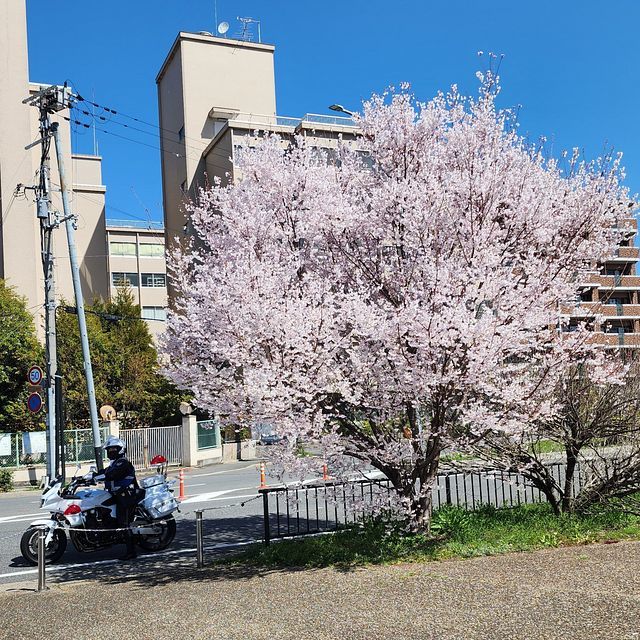 桜５_2203_05