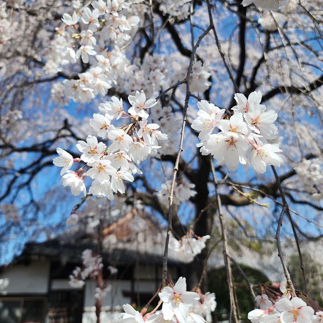 桜５_2203_07