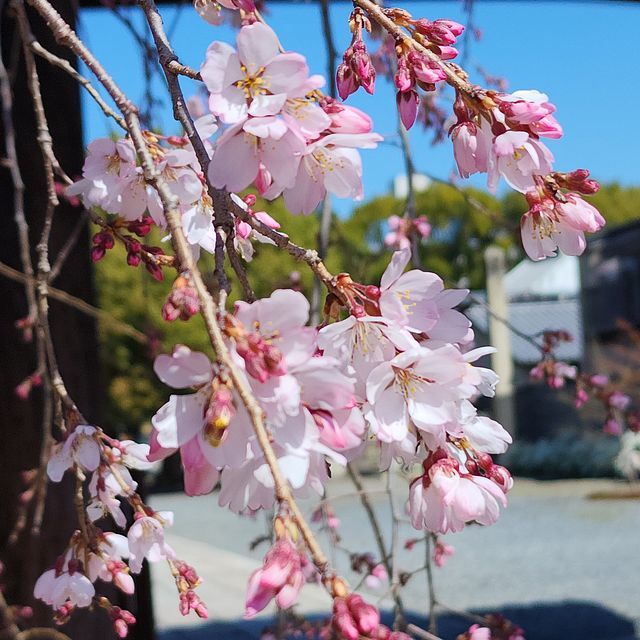 桜５_2203_11
