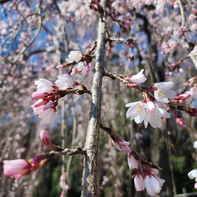 桜５_2203_26
