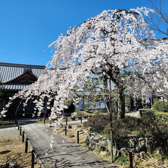 桜５_2203_14