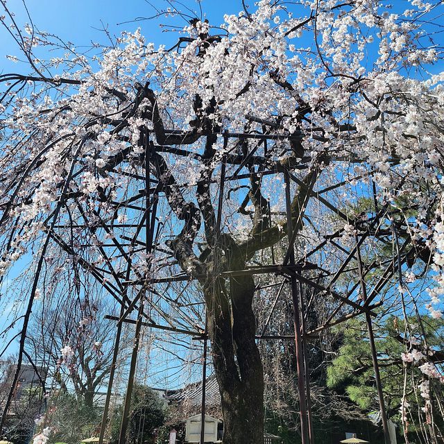 桜５_2203_19