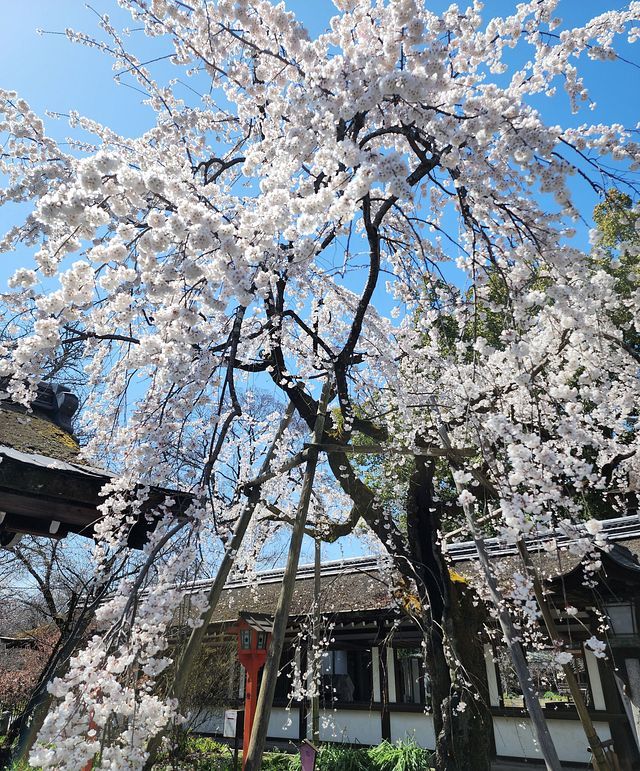 桜５_2203_22