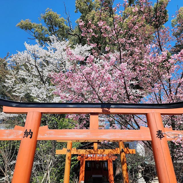 桜５_2203_23