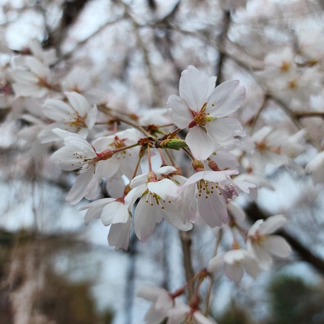 桜７_2203_03