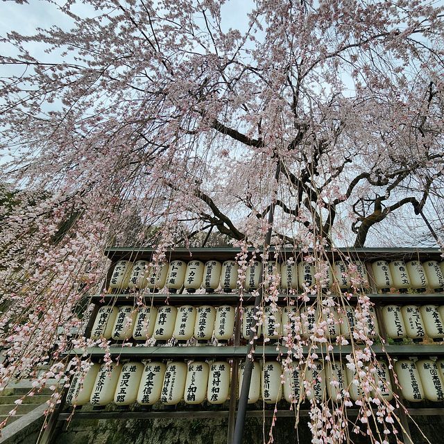 桜７_2203_02