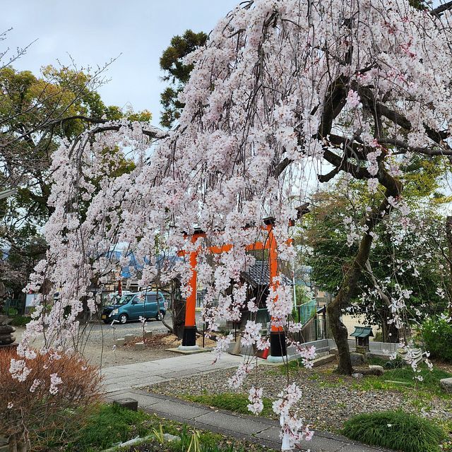 桜７_2203_09