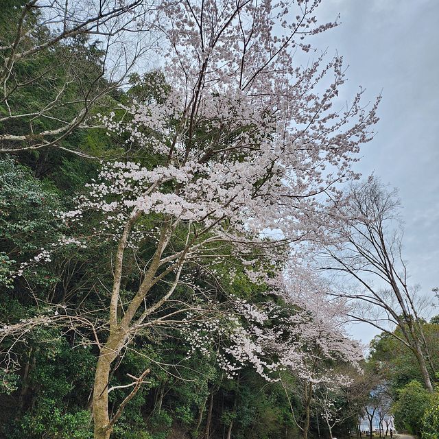 桜７_2203_13