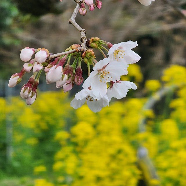 桜７_2203_15