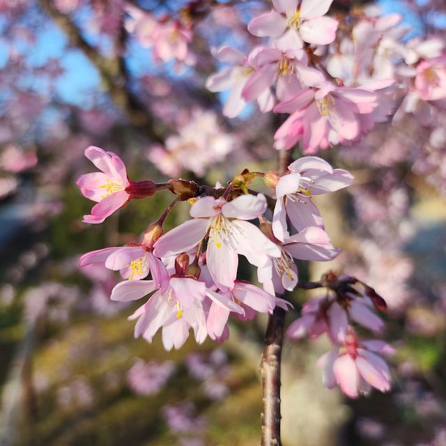 桜8_2203_10