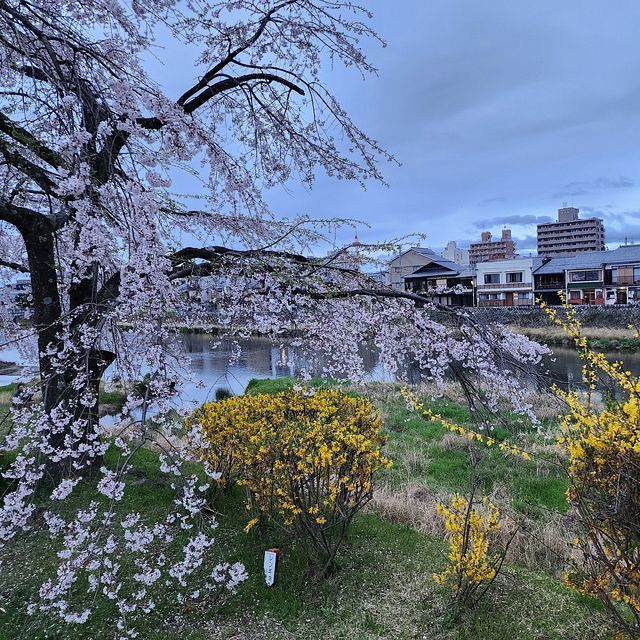 桜9_2203_09