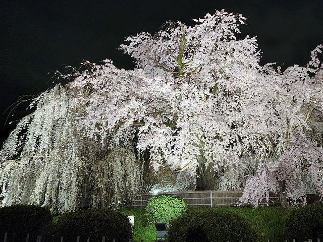 桜9_2203_15