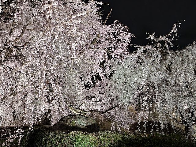 桜9_2203_16