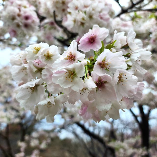 桜10_2203_03