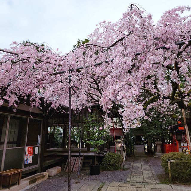 桜10_2203_16