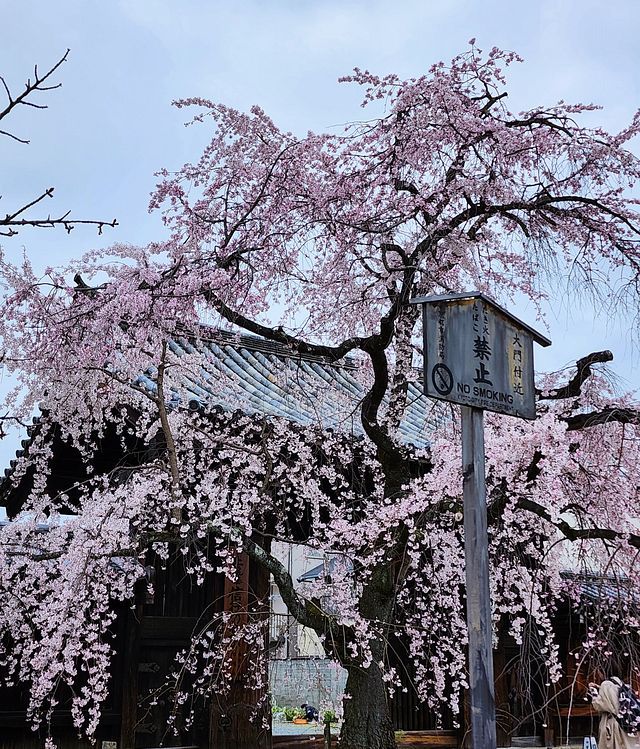 桜10_2203_17