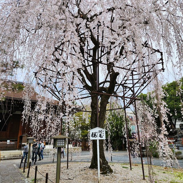 桜11_2203_05