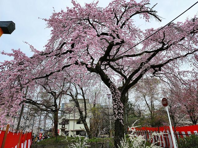 桜11_2203_13