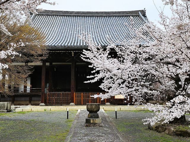 桜11_2203_18