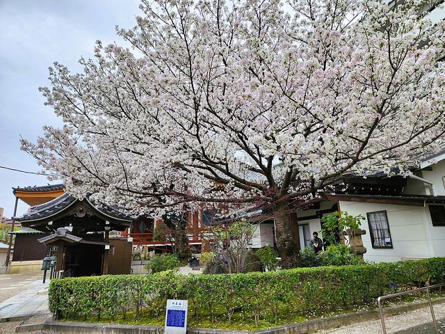 桜11_2203_20