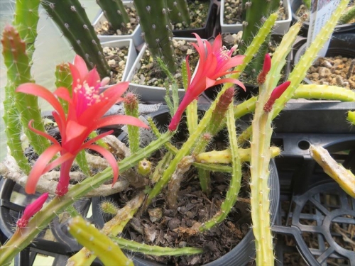アポロカクタス メラニー Aporocactus Melanie ディソカクタス　メラニー　Disocactus　赤花　細蛇柱　中央アメリカ、メキシコ、着生サボテン、屋外、無加温、簡易ビニールハウスで冬越しできます。開花し始め～。20