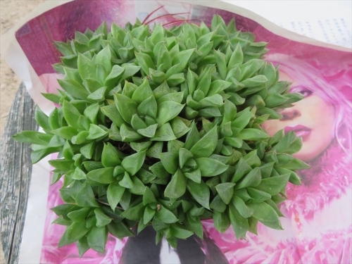 ハオルチア 宝草 Haworthia cusbidata　ガラス容器に寄せ植えがこんな姿になっています♪2023.02.26