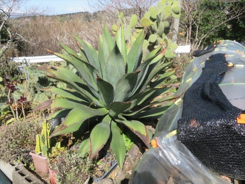 アガベ Agave メキシコ原産、鉢ごと地面に置いておくと根づいてしまい巨大化しています(￣▽￣)。屋外で冬越しています。2023.03.02