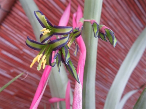 ビルベルギア ヌタンス　Billbergia nutans ヨウラクツツアナナス　南アメリカ ブラジル～アルゼンチン辺り原産地のようです。毎年、室内で気づけば開花しています♪。2023.03.07