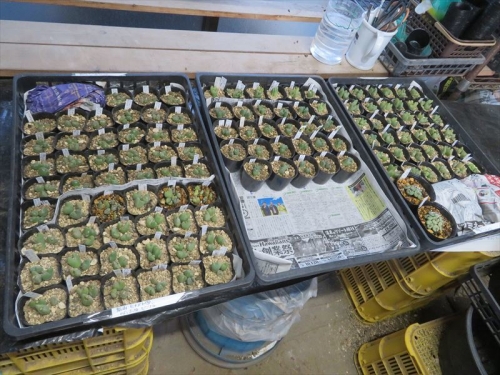 コノフィツム挿し木苗　2021年の植え替え、少将　小菊の舞　ヌビゲナム　ヒナバト　嵐山　夜咲きピンクなど,２～3球体づつ植え替えすると３バット近く増えました。2023.03.09