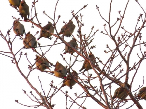 ヒレンジャクの群れが、大島桜の大木枝にたくさん止まっていました♪2023.03.11
