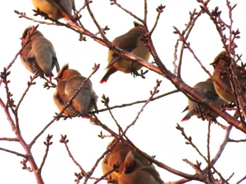 ヒレンジャクの群れが、大島桜の大木枝にたくさん止まっていました♪2023.03.11