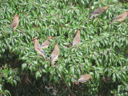 ヒレンジャクの群れが、ネズミモチの木枝にたくさん止まり実をどんどん食べています♪.2023.03.12