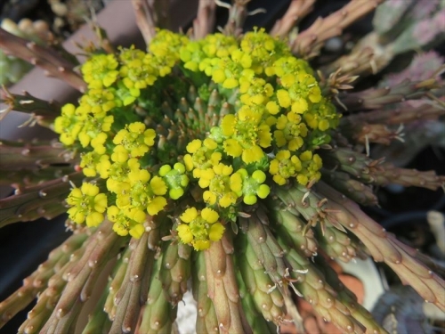 ユーフォルビア フラナガニー　Euphorbia flanaganii 孔雀丸　雄花が満開です♪2023.03.20