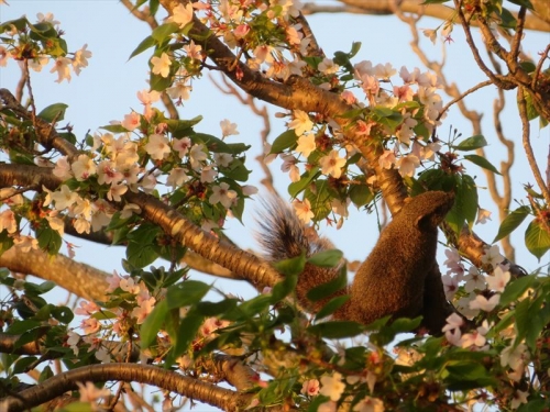 4月に入り陽が長くなっています。午後5時半、大島桜の木に野生台湾リスが来て花をむさぼっています(^o^)。2023.04.03