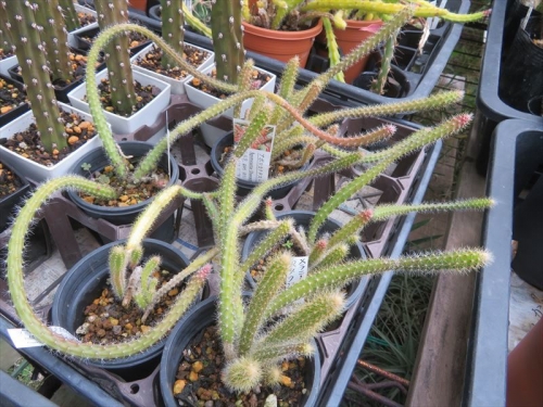 アポロカクタス メラニー　Aporocactus melanie Disocactus 　自家採取種子実生苗 2017.09.05 ようやく茎節が太く育ってきました。これで6年ひぃ～2023.04.07