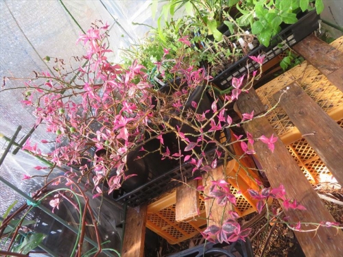 ペレスキア 美葉杢キリン　Pereskia aculata Godseffiana variegata　冬季室内で保温、屋外簡易ビニールハウスに出して新葉がピンクにキレイです♪2023.04.09
