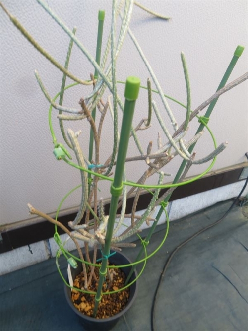 ペニオケレウス　ストリアータス　Peniocereus striatus 本来は塊根性のようですが、接ぎ木台（キリン団扇）で大きく育ってきました。昨年末室内に取り込む時期どうも調子が悪く心配でしたが、新芽が吹き回復して一