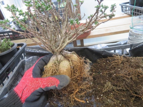 トリコディアデマ　姫紅小松　Trichodiadema bulbosum ブルボスム 塊根はこんな姿♪　南アフリカ東ケープ州原産地のようです。酷く植え替えていないので植え替えします。2023.04.19